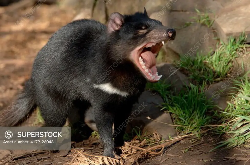 Tasmanian Devil yawning (Sarcophilus harrisii)  Tasmanian Devil Conservation Park, Tasman Peninsula, Tasmania, Australia