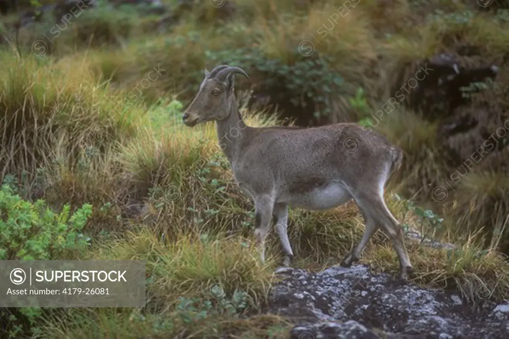 Nilgiri Tahr (Hemitragus hylocrius), Eravikulam NP, India