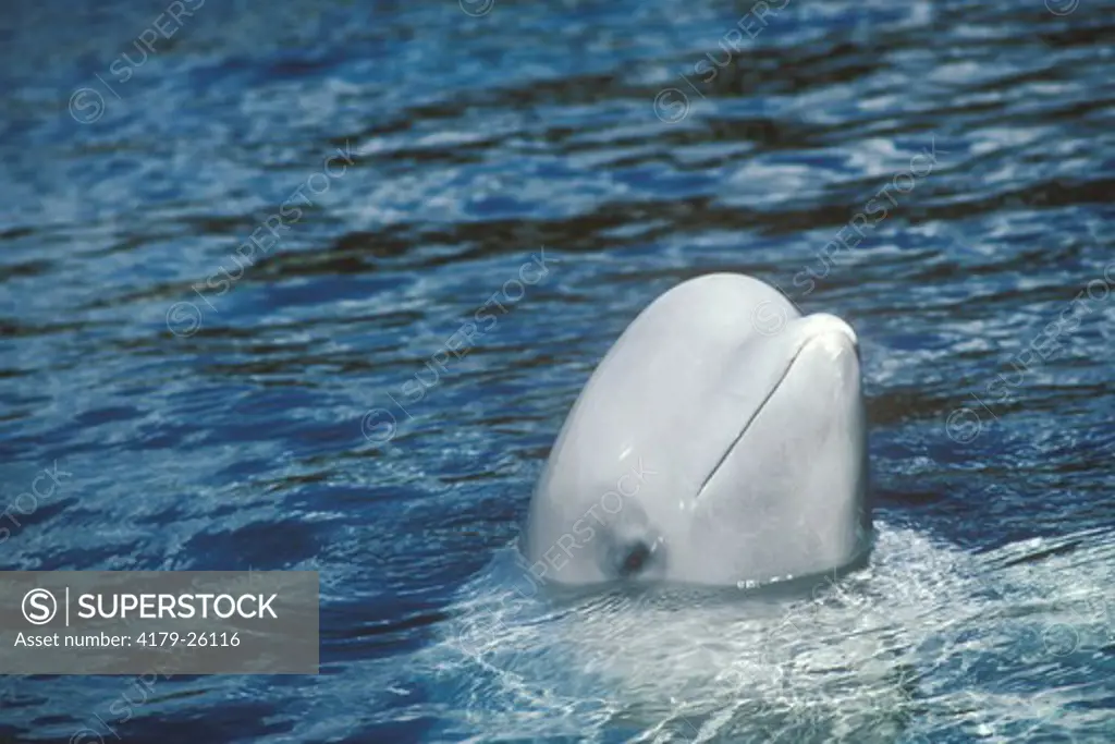 Beluga Whale (Delphinapterus leucas) Minnesota Zoo