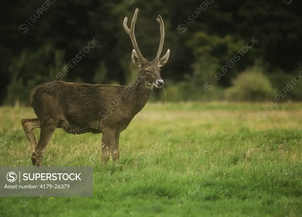 Bactrian Wapiti (Cervus elaphus bactrianus), Afghanistan