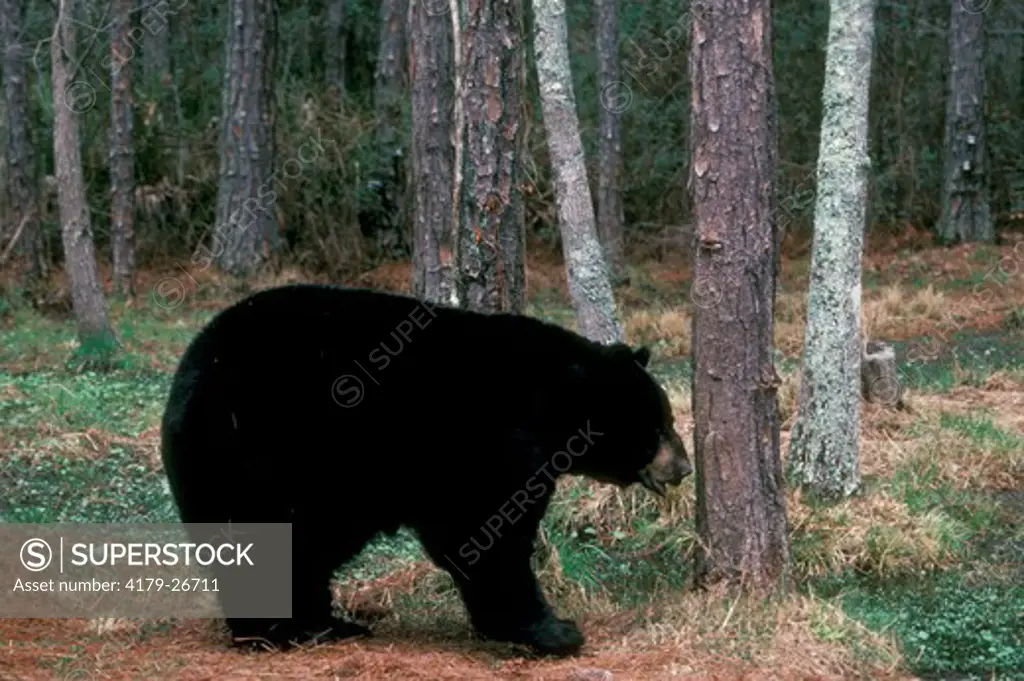 Black Bear Male (Ursus americanus) Okefenokee Swamp Park, GA, Georgia