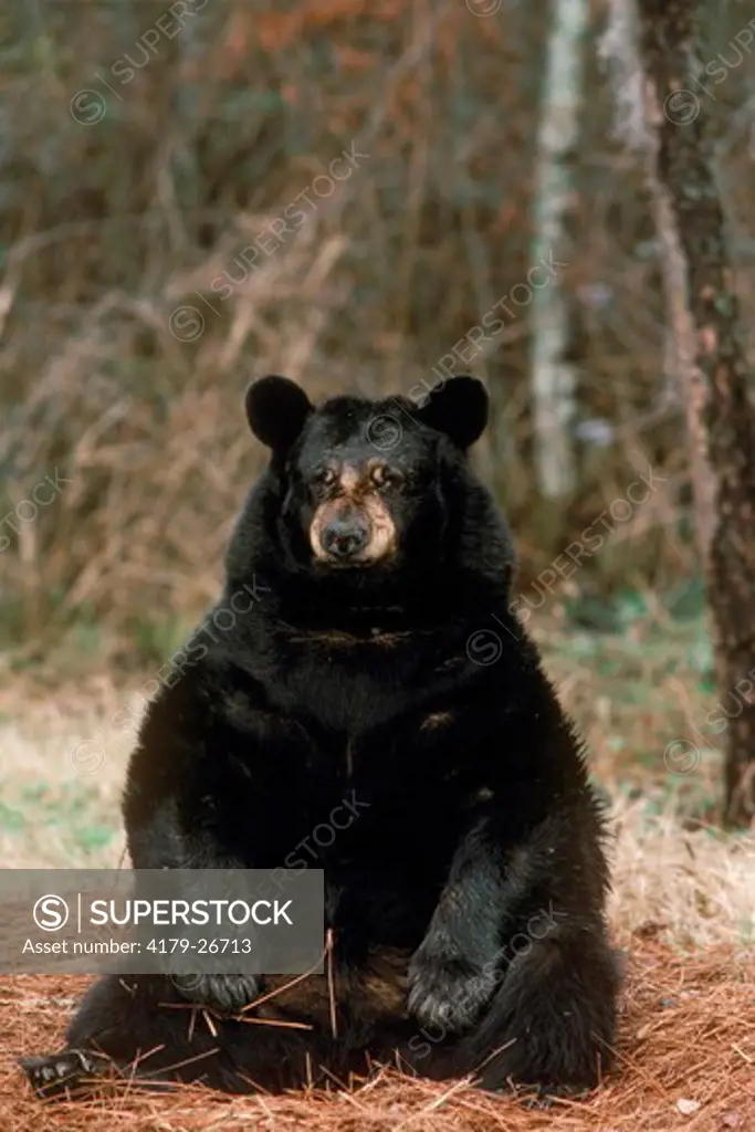 Black Bear female (Ursus americanus) Okefenokee Swamp Park - GA, Georgia