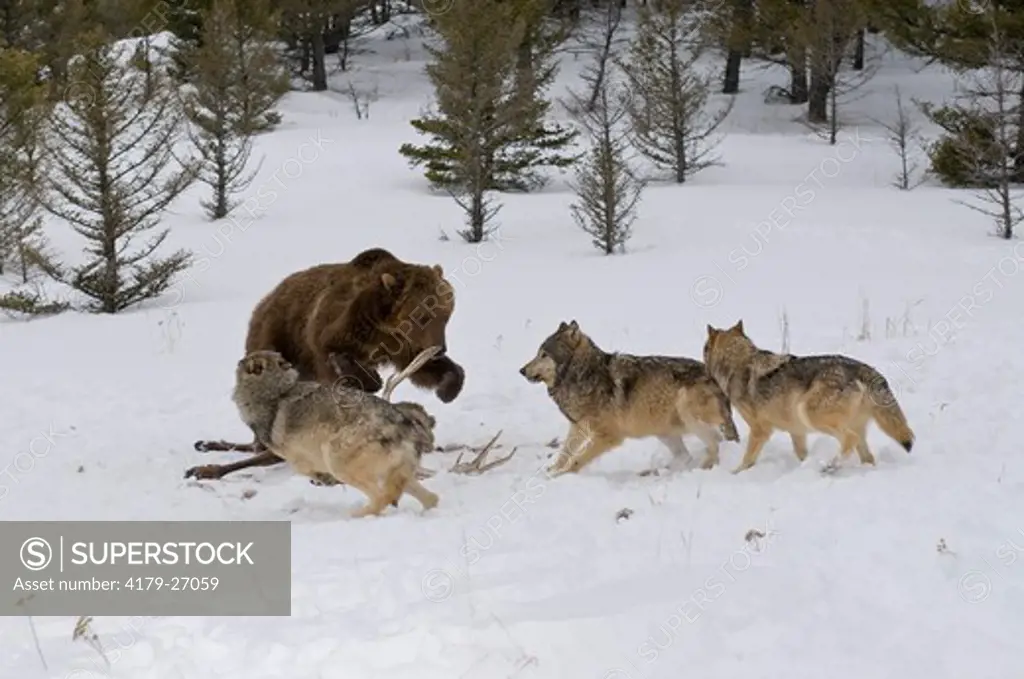 Grizzly Bear (Ursus arctos) near Elk Carcass chasing Gray Wolves (3) away, Montana; Captive; 1/31/08, Digital capture