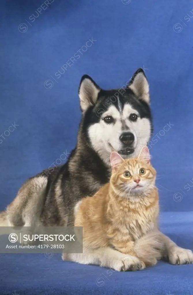 Siberian Husky & Cat