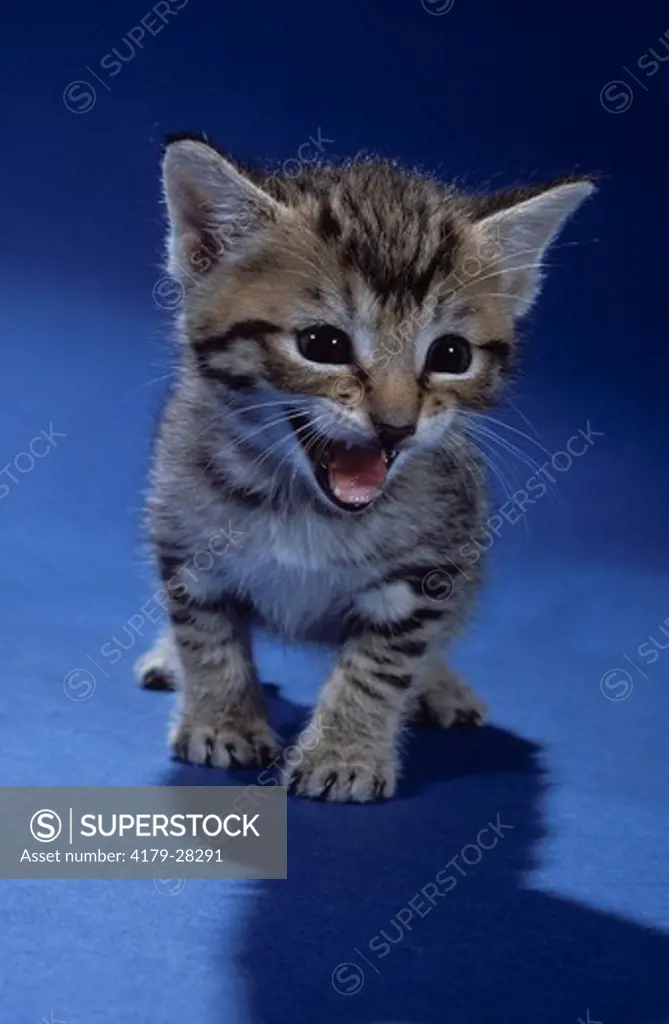 Kitten meowing