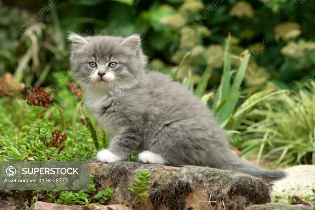 Maine Coon Kitten Superstock 0415