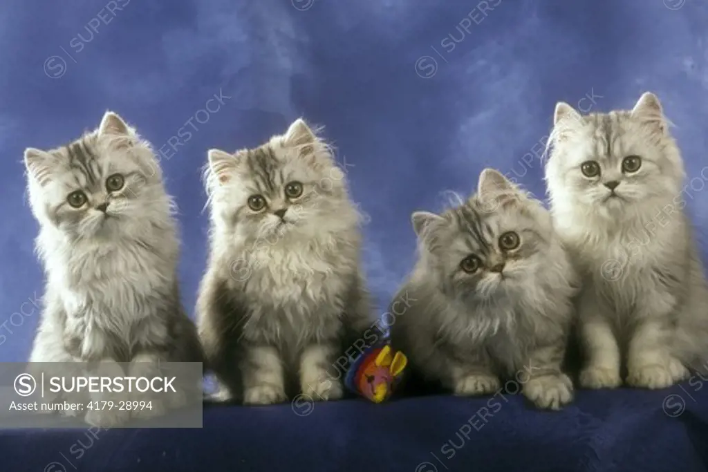 Persian Kittens Foursome Colour: Tabby Silver