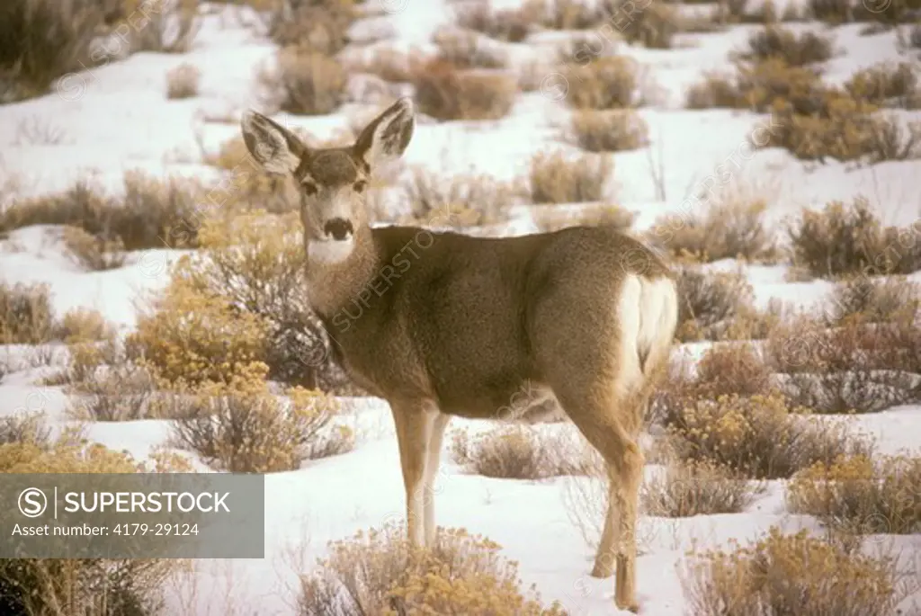 Mule Deer Doe standing at Great Sand Dunes N.P., CO