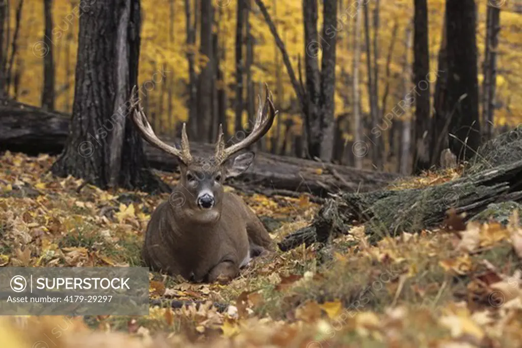 Whitetail Deer (Odocoileus virginianus) Buck lying down in Forest, Wisconsin, Autumn