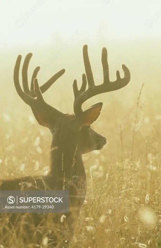 White-tailed Buck in Morning Fog (Odocoileus virginianus), Smokey Mts, TN, Tennessee