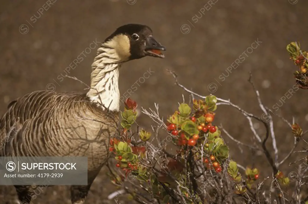 Nene/Hawaiian Goose (Nesochen sandvicensis) Adult Eating Ohelo Berries, Hawaii Volcanoes NP