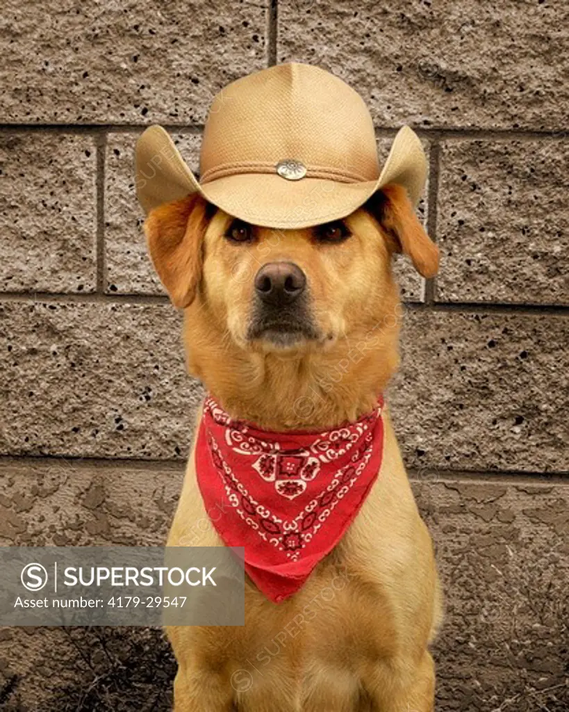 Golden Retriever and German Shepherd mix dressed up for a day on the range. Cowboy dog. Flagstaff, Arizona. 2007