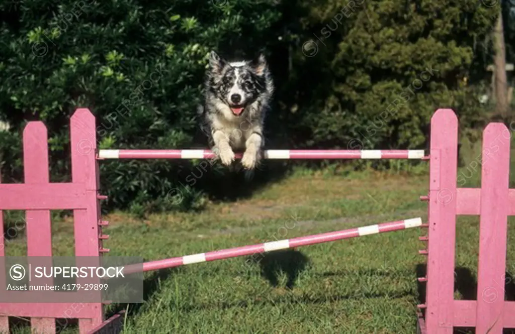 Blue Merle Rough Coat Border Collie Jumping over Hurdle during Dog Agility training, Florida.  The Border Collie Breed (Canis lupus  familiaris) was developed in the Scottish / English Border country around 1900 as working dogs for herding sheep.  MR.