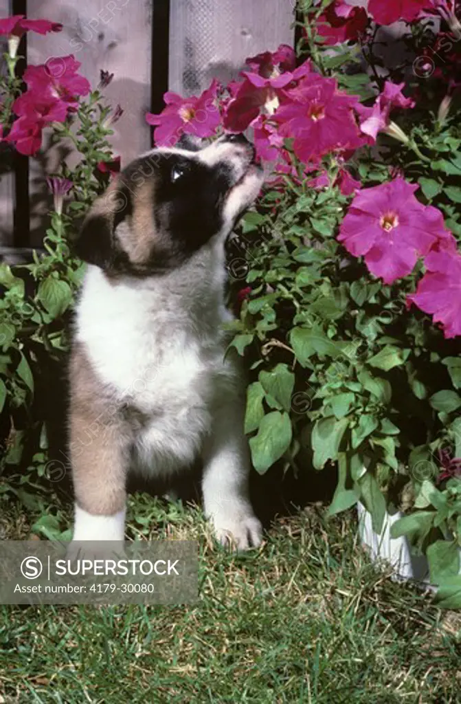 Akita Puppy, sniffing flower