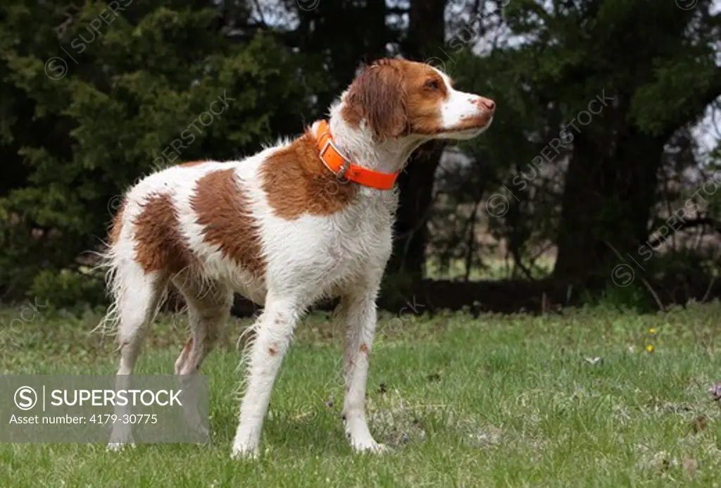 Domestic Dog, Brittany Spanial Western Kansas