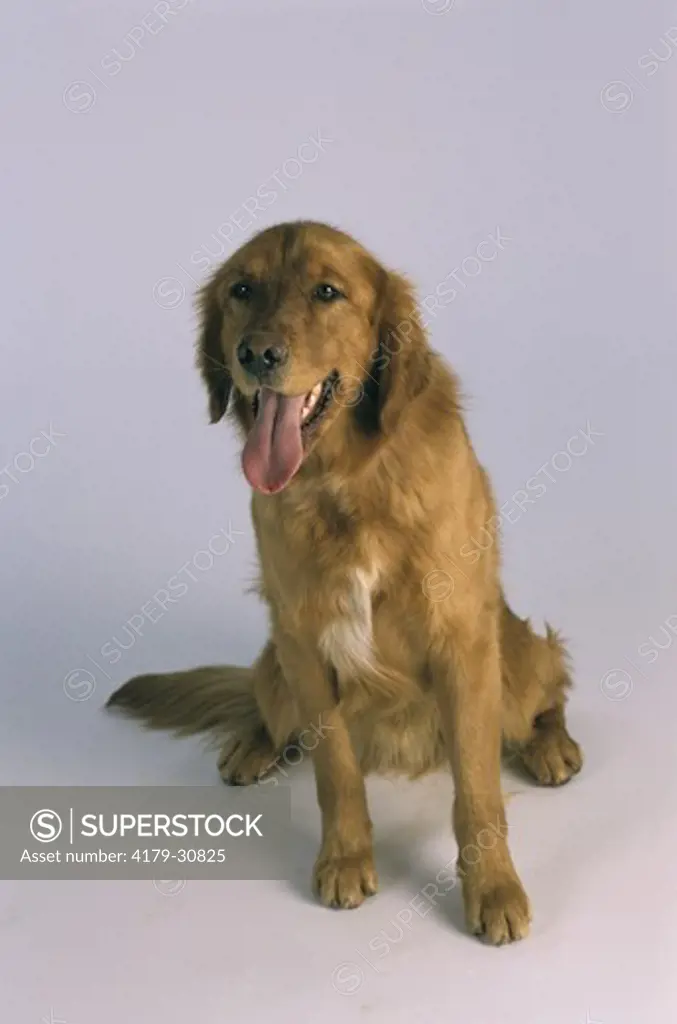 Golden Retriever Dog sitting on white background