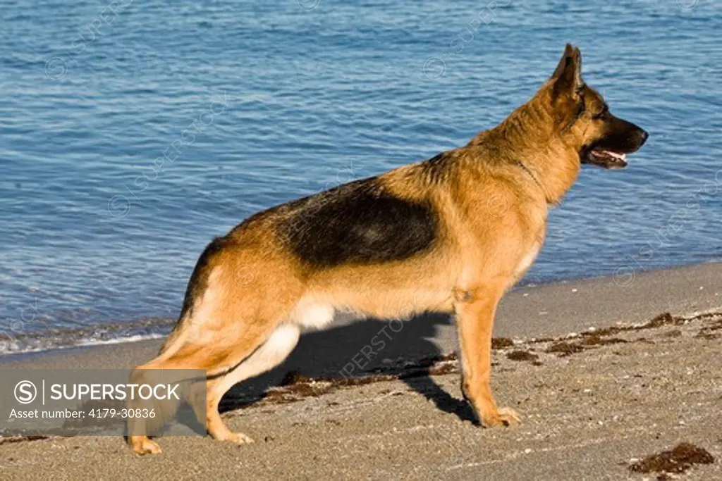 German Shepherd / Alsatian (Canis lupus familiaris) Male in Show Stance at the Beach in southwest Florida. This popular Breed was originally developed for herding sheep.  They are also employed as guide dogs for the blind, police dogs, guard dogs, search