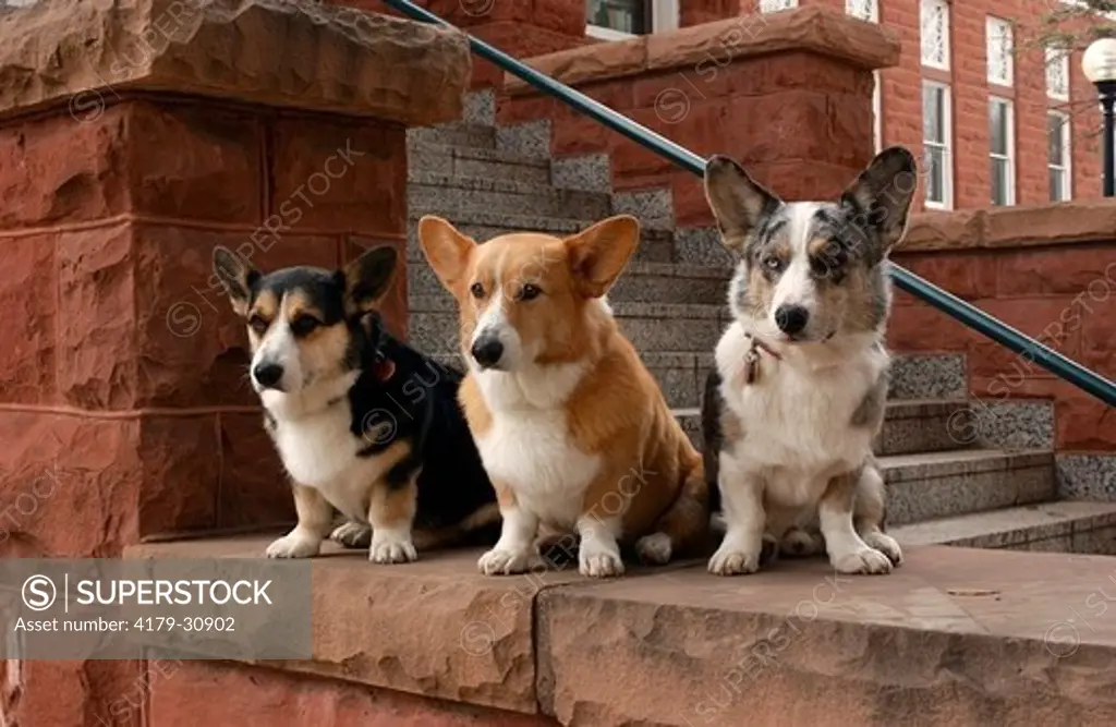 Three Welsh Corgis pose on the steps of a granite building in Flagstaff, Arizona