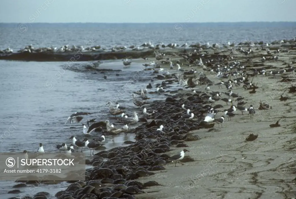 Gulls eating Horseshoe crab eggs (Limulus polyphemus) Cape May, NJ