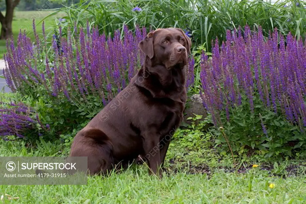 Chocolate Labrador Retriever sitting by blue garden flowers; La Fox, Illinois (GJ)