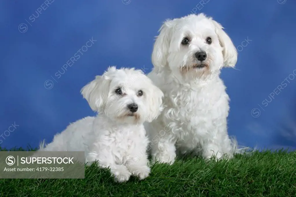 Maltese, pair