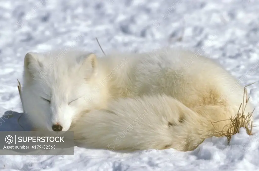 Arctic Fox Sleeping on Snow (IC) (Alopex lagopus) Massey, N. Ontario