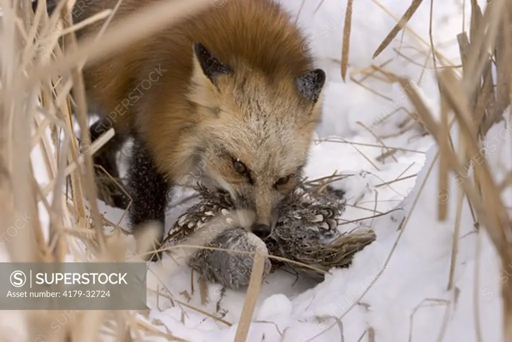 Red Fox eating pheasant in cattails (Vulpes vulpes) captive situation