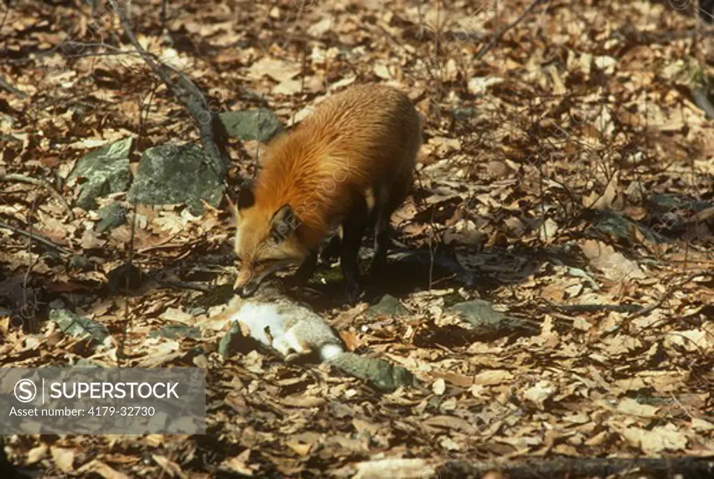 Red Fox killing Cottontail Rabbit prey