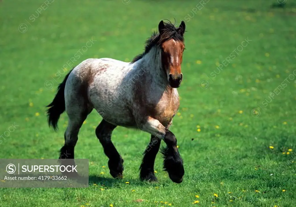 Ardennes Horse, young, trotting, Belgium