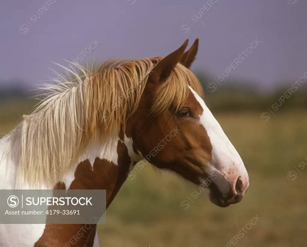 Paint Horse, head, England