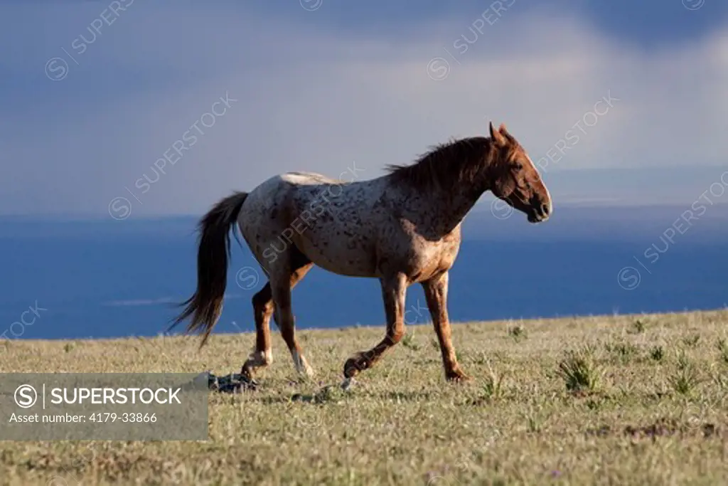 Wild horse stallion trotting across rim of mountain meadow with storm clouds and shadowed Bighorn Canyon in background