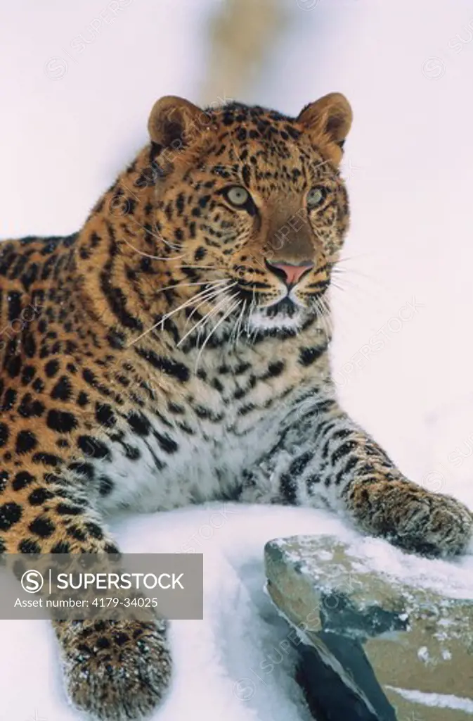 Amur Leopard (Panthera pardus orientalis) Endangered Species