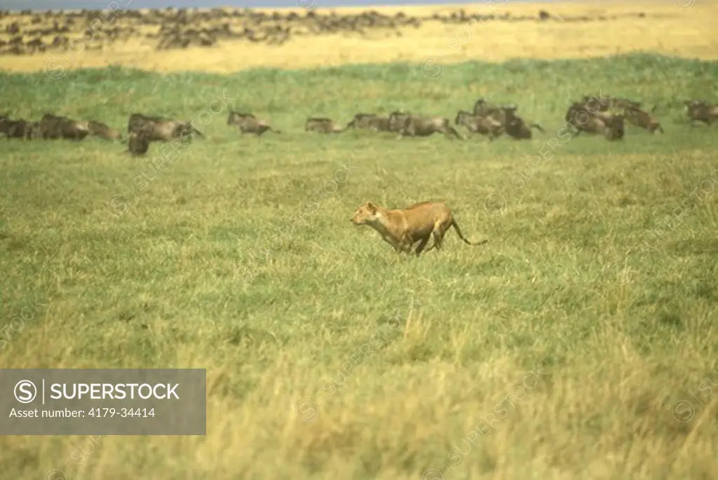 Lion Chasing Wildebeest (Panthera leo) Mara, Kenya