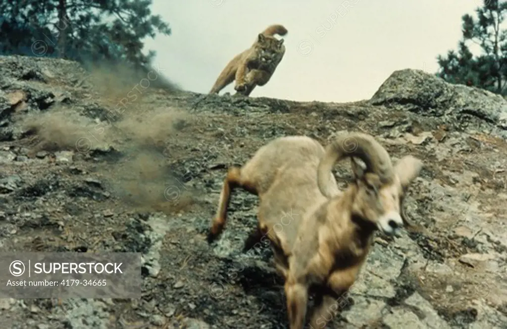 Cougar or Mountain Lion (Felis concolor) chasing Bighorn Sheep