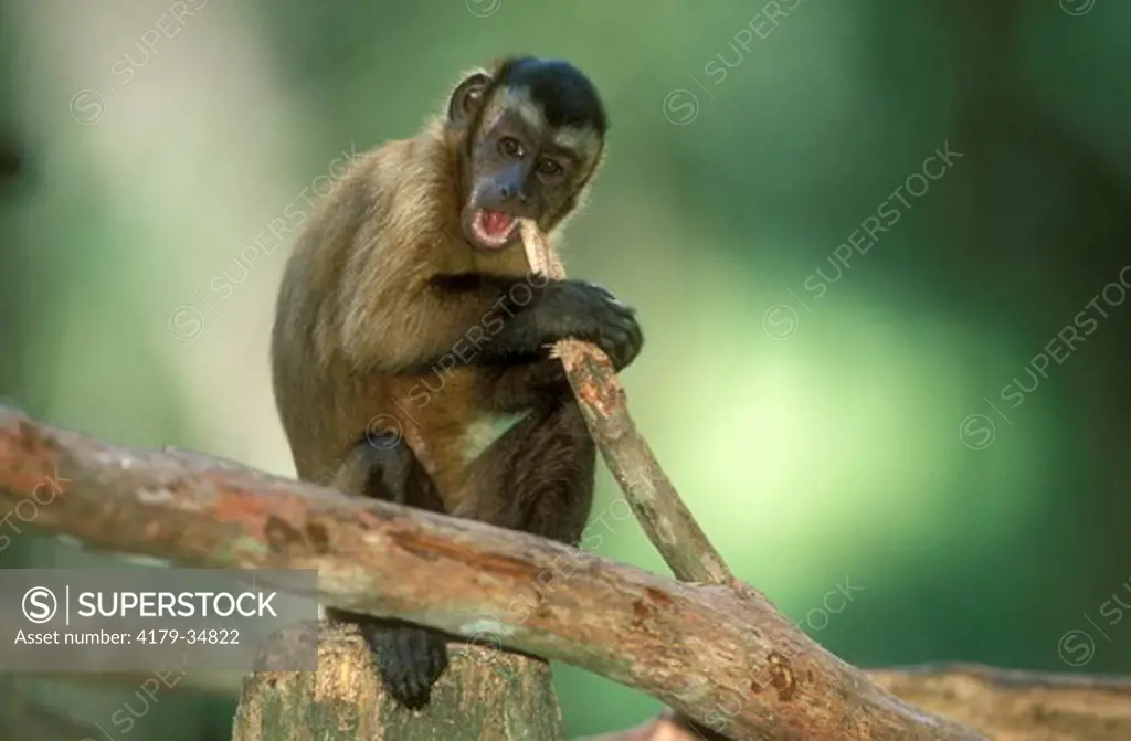 Weeper Capuchin Monkey (Cebus nigrivittatus)