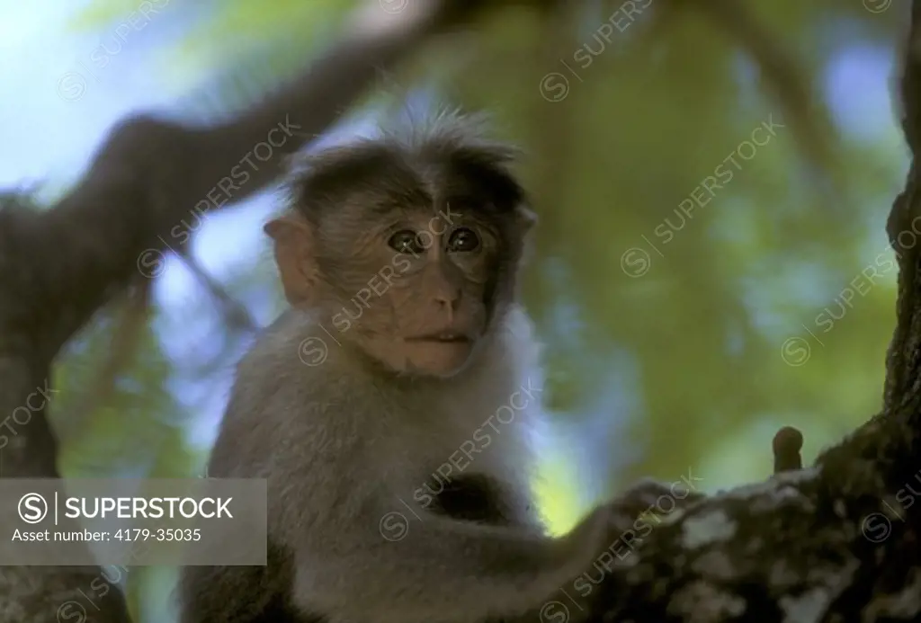 Bonnet Macaque (Macaca radiata), Periyar NP, India
