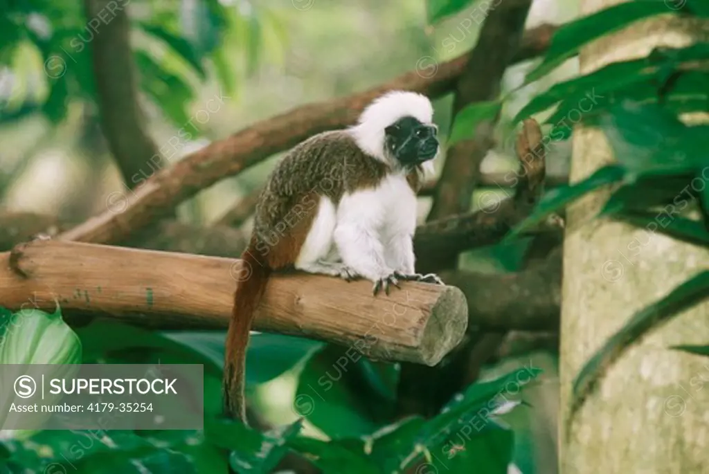 Cotton Topped Tamarin (Sanguinus oedipus) Singapore Zoo