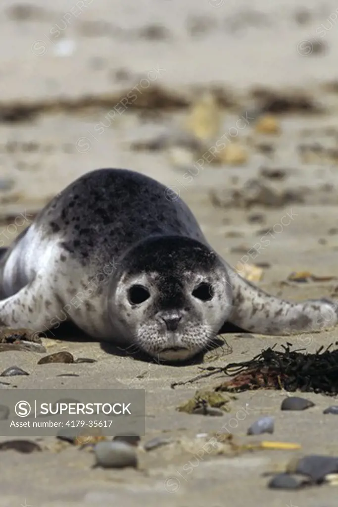 Harbor Seal Pup (Phoca vitulina), Wells Beach, Maine