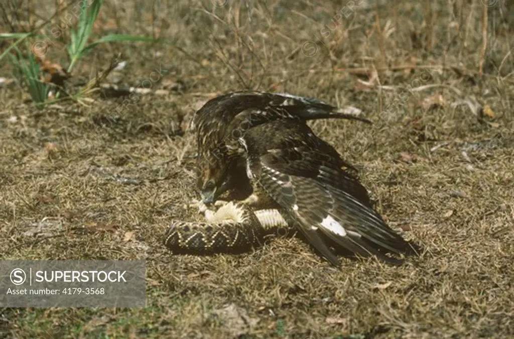 Red-Tailed Hawk Killing Diamondback Rattlesnake prey