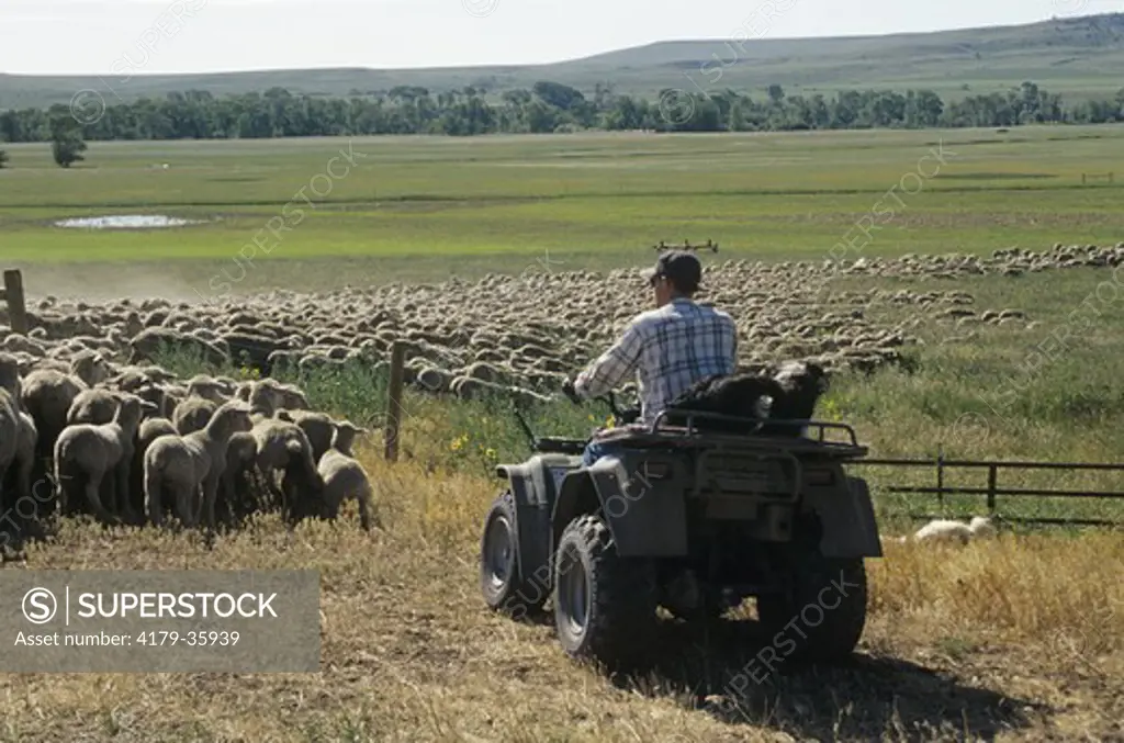 Modern Day Sheep Herding uses ATVs, Absaroka Front, Sweet Gras Co., MT