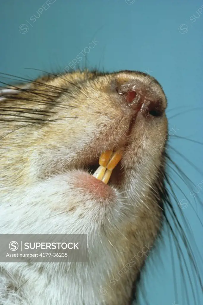 Grey Squirrel - Rodent Teeth