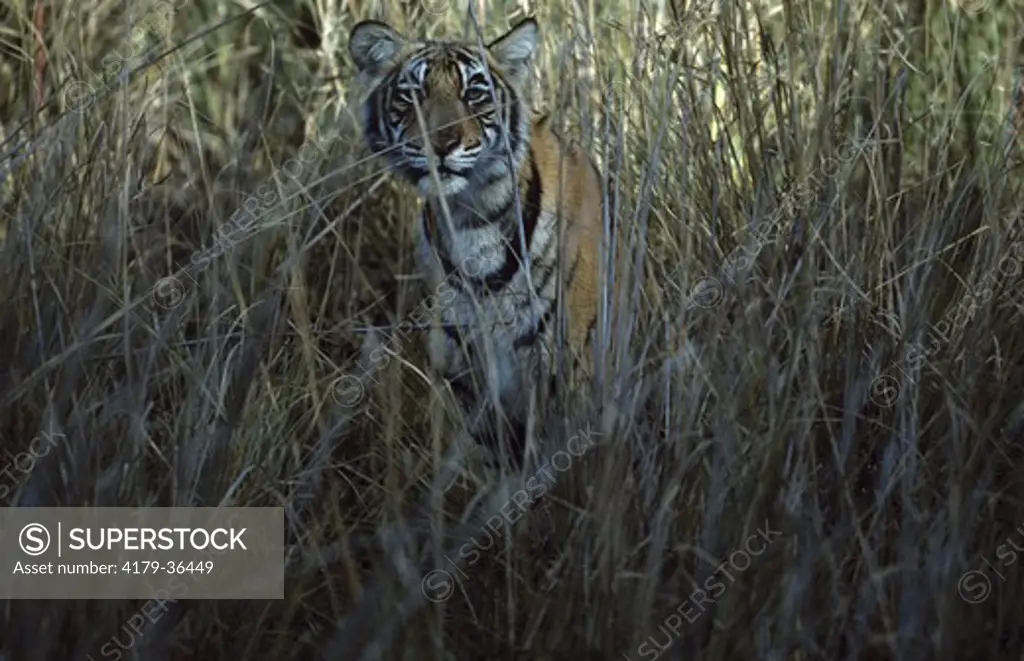 Tiger (Panthera tigris) Rantambor, India