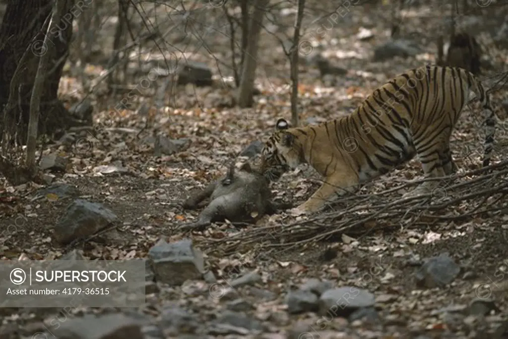 Tiger with Boar Kill (Panthera tigris) Rantambor, India