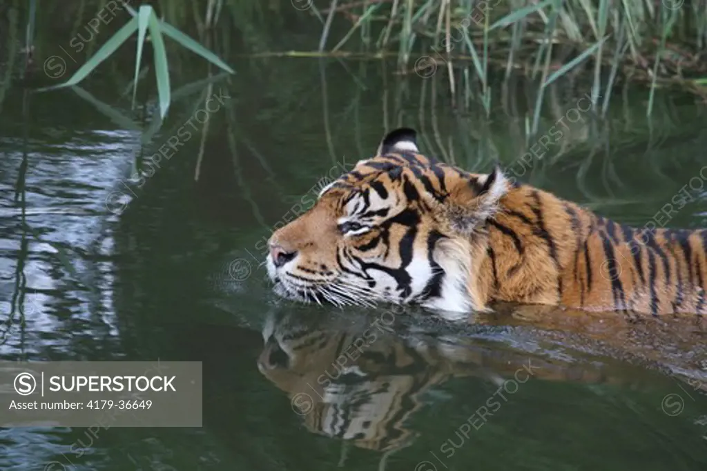 Sumatran Tiger (Panthera tigris sumatrae) swimming