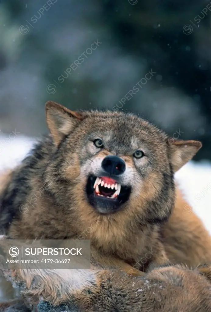 Gray Wolf snarling (Canis lupus) (Captive) Bozeman, Montana