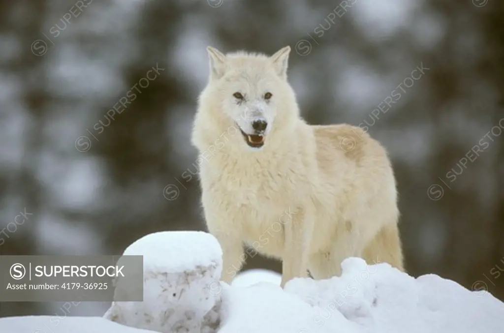 Timber Wolf, white Phase (Canis lupus), AK