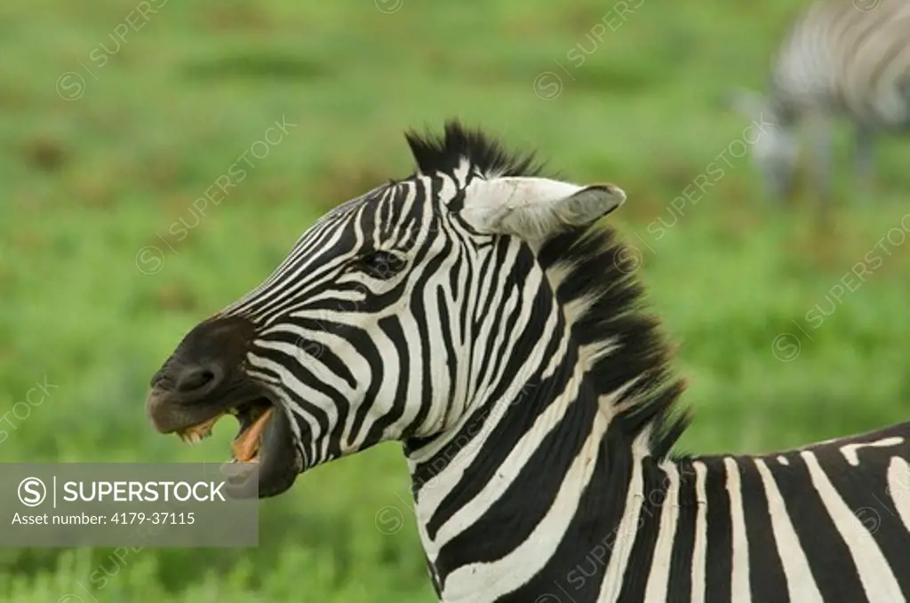 Burchell's Zebra, head shot of aggression with mouth open, ears flattened, Ngorongoro Crater, Tanzania