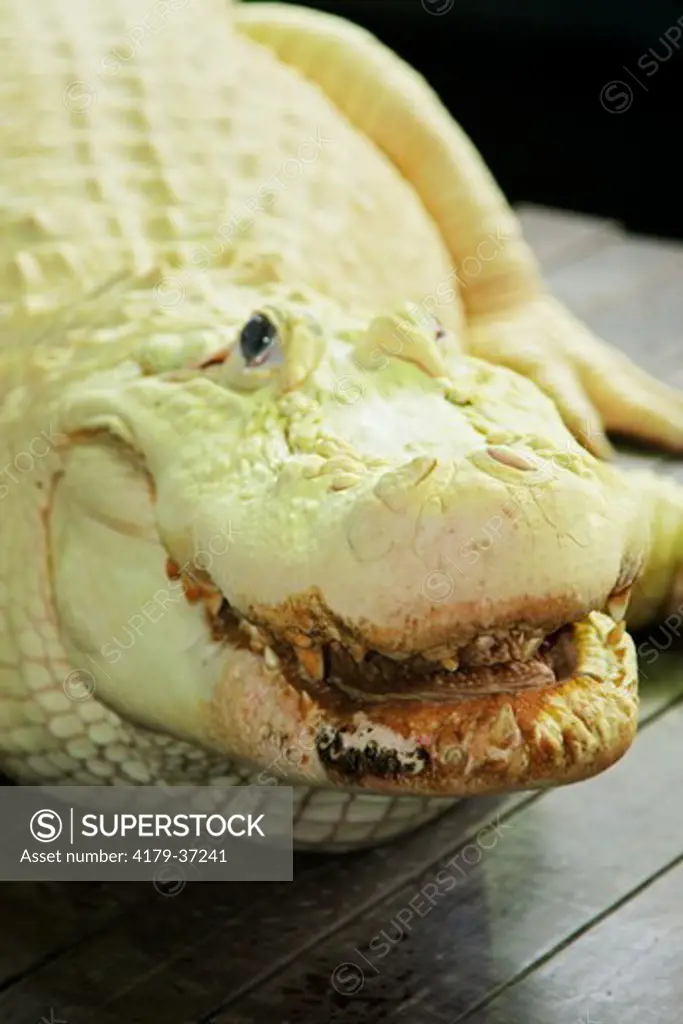 White Alligator (Alligator mississippiensis) Leucistic not albino Leucism is a genetic mutation that causes white skin and blue eyes Gatorland Orlando, Florida Wednesday, April 29, 2009 digital capture