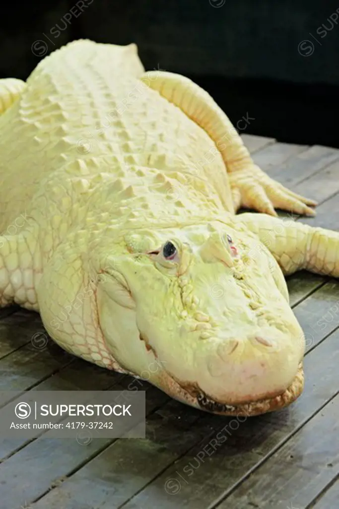 White Alligator (Alligator mississippiensis) Leucistic not albino Leucism is a genetic mutation that causes white skin and blue eyes Gatorland Orlando, Florida Wednesday, April 29, 2009 digital capture