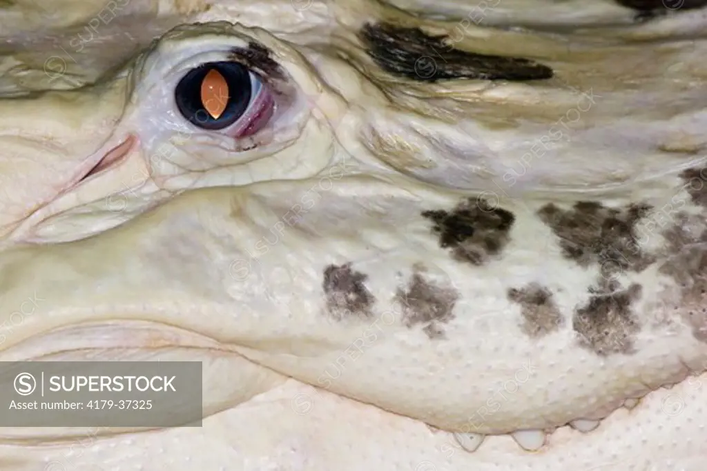 White American Alligator (Alligator mississippiensis) Rare Genetic Mutation called 'Leucism' gives white gators their white skin color and blue eyes.   Although Albinism is also a genetic mutation, the white gators are not Albinos.  Eyeshine is caused by